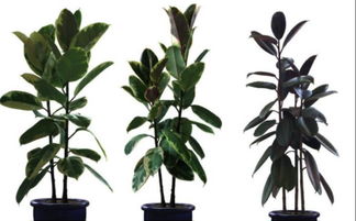 房子适合养什么植物风水Zui好,房子适合养什么植物风水Zui好