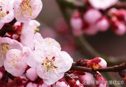 今期生肖桃花对应哪个生肖动物？