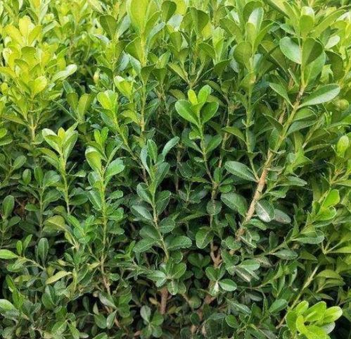 那些年我们踩过的植物坑