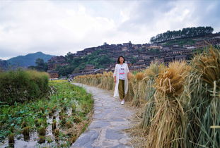 3. 龙里苗寨：稻田风光与丰收喜悦