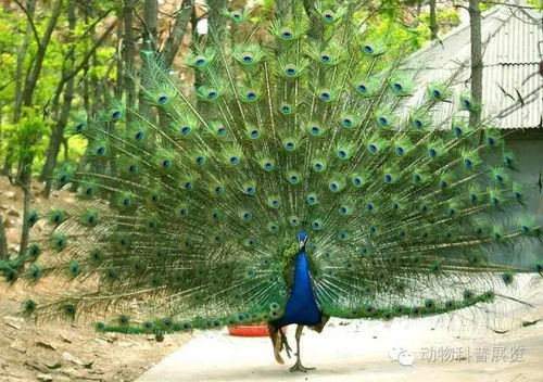 为什么五点不太靠谱？