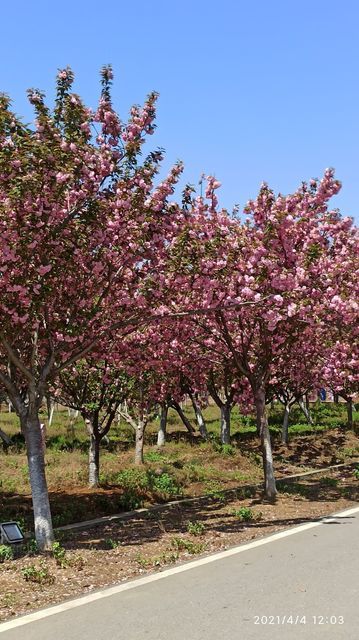 5. 樱花园——浪漫还是浪费时间？