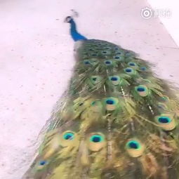 嘉哥动物园的说法 (别太当真)