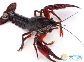 小龙虾究竟象征着哪个生肖？