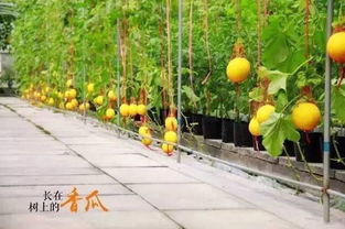一、 周末亲子游的最佳选择：长沙百果园
