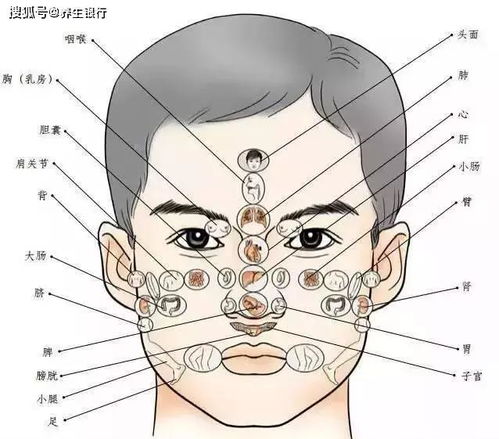 生肖与面相：十二兽位的健康暗号