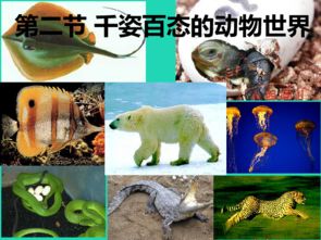 千姿百态的生肖，是哪个生肖尾巴特长？