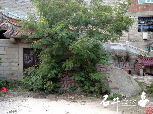 石井镇：郑成功的根