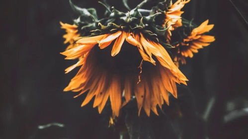 第二章：生肖宿命——谁最容易撞见“镜中人”？