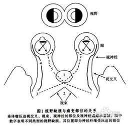二、 基本概念：乙肝、月经和内分泌系统