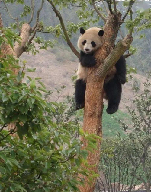 惯与厕所…