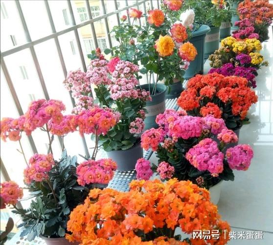 风水墓穴放什么花,风水墓穴放什么花