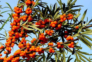 组图推荐1:原始野生沙棘林 类型景点地区Akso地區Ush县.组图推荐２Kizilgha烽燧类型４Ａ景区地区 Akso地區库车城市