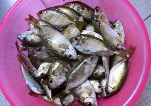活动六：品尝百 fish banquet（自行返回所预定的饭店农庄就餐17：00-19：00）。 江口人“以fish为食 ，以fish为宴”。为让游客较大饱口福 ， 我们将以生猛野生河边fish 为最主要食材 ，推出2019年江口百fish banquet 美味佳肴 ，炎热忱欢迎各位游客莅临江口 ，以及江口籍父老乡亲回到家乡品尝鲜味十足的江口百fish banquet 。 百fish banquet 规模