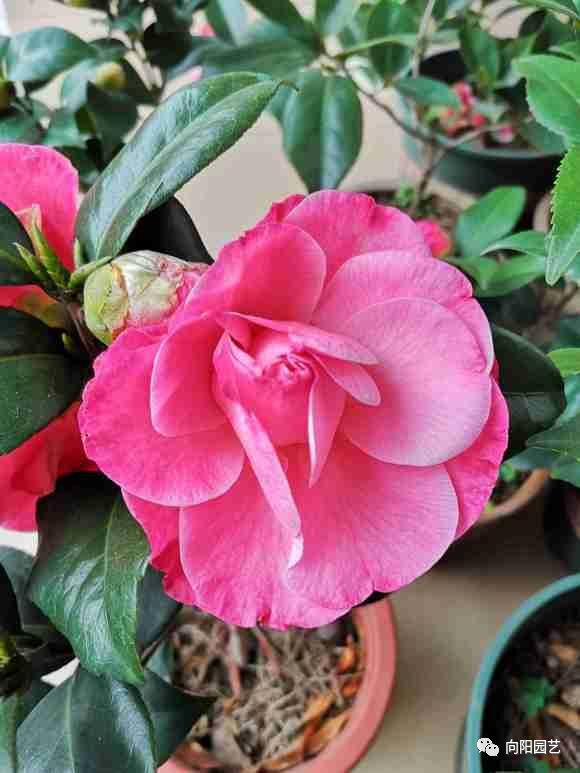 家里养茶花吉祥吗,家里养茶花风水怎么放