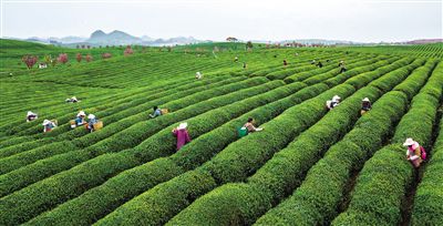 3.2 茶园采摘体验：当一回小茶农