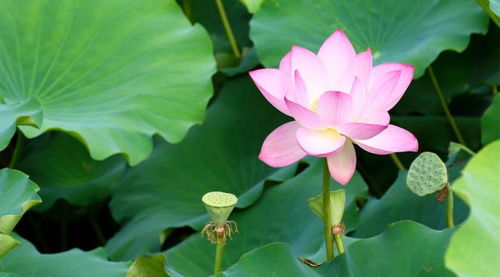 10月底，哪些生肖运势逆转，桃花回归，有望与前任相逢相爱？