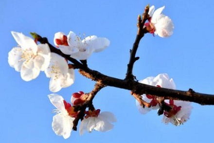 农历三月廿四日是黄道吉日吗？公历三月二十四日适合做什么？