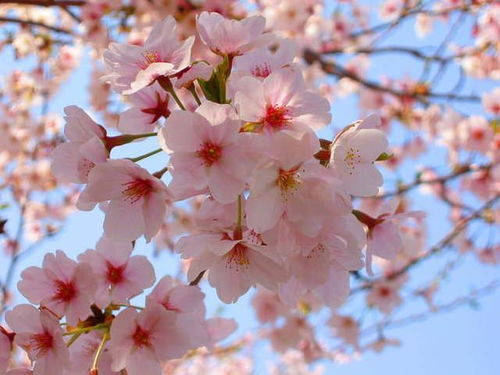 二、 武汉：樱花烂漫，人挤人的感觉