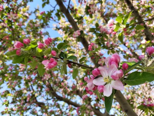 1. 桃花 (粉粉嫩嫩的，好可爱！)