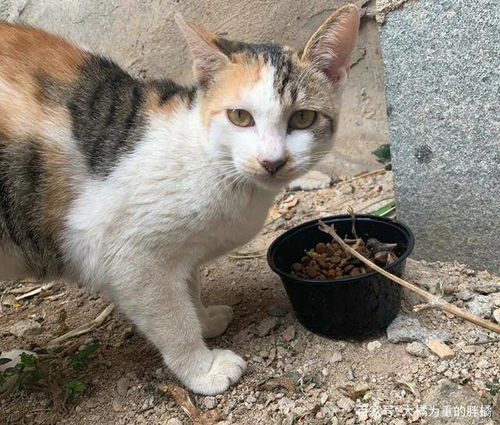 女人梦见大花猫带着小猫，这究竟预示着什么吉祥的征兆呢？