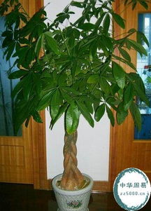 植物风水应用场景,植物风水禁忌