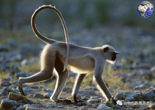 这个生肖有头无尾，它的尾巴是如此长吗？