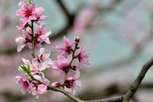 桃花生肖查询是什么生肖对应桃花运势？