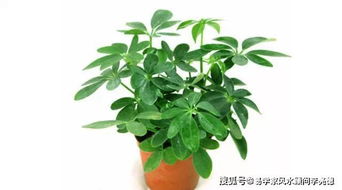 属兔女性适合养什么植物以旺财运？属兔家庭中应该摆放哪些植物来提升运势？
