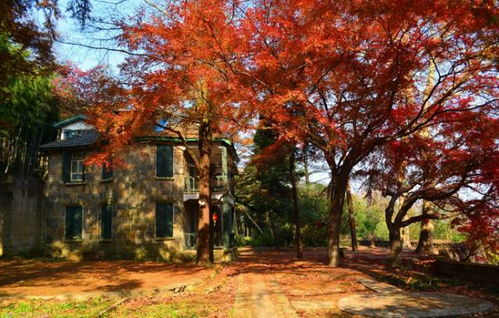 鼓楼较大学校园