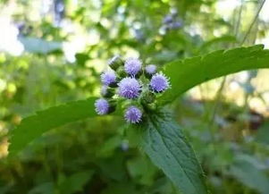 那些花花草草里藏着什么鬼？