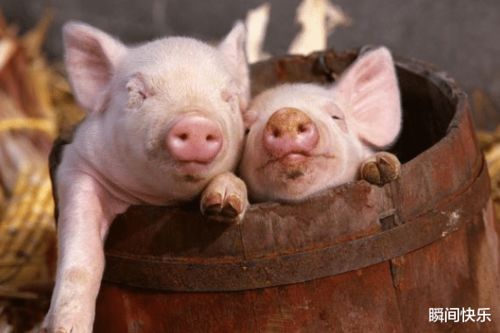 1983年属猪女性在2026年会有什么喜事？2026年感情运势如何？