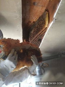 生肖与乌鸦之谜