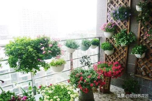 北面适合养花吗？这地方风水怎么样？