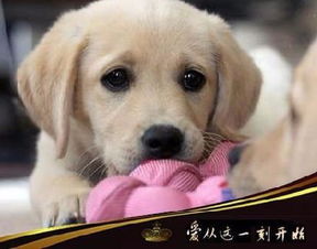1. 外貌导向：看一眼就记住的“颜值担当”