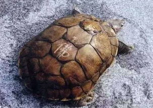 三、见证奇迹:鳖会跳