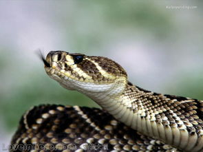 属蛇的人:华丽蜕变喜红绿