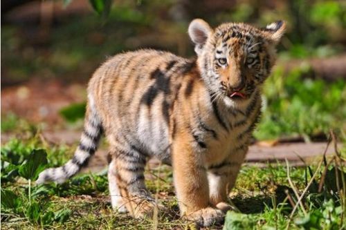 双属虎人必kan！2026年4月15日运势详解，贵人扶持，财运腾飞？