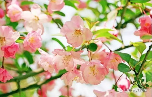 家里种樱花树风水好吗,家里种樱花风水好吗