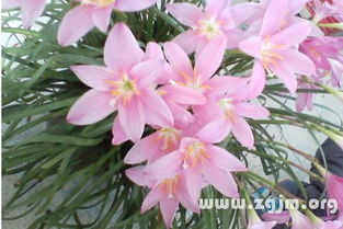 梦境里的花花草草，到底藏着啥秘密？