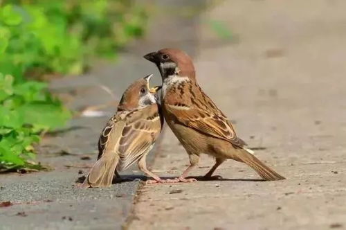 风水大乱：朱雀泣血， 白虎开口