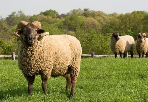 属羊的婚姻相配是哪种羊？1979年出生的羊属什么羊有何含义？