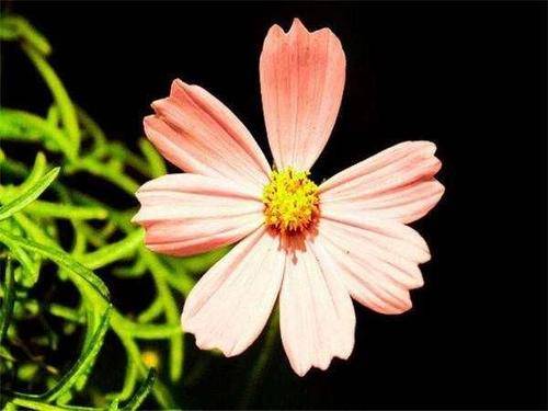 八字中自坐是什么意思,八字中自坐食神什么意思