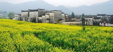 景点篇：江岭花海没了？错，七月才是梯田的“青纱帐”时刻