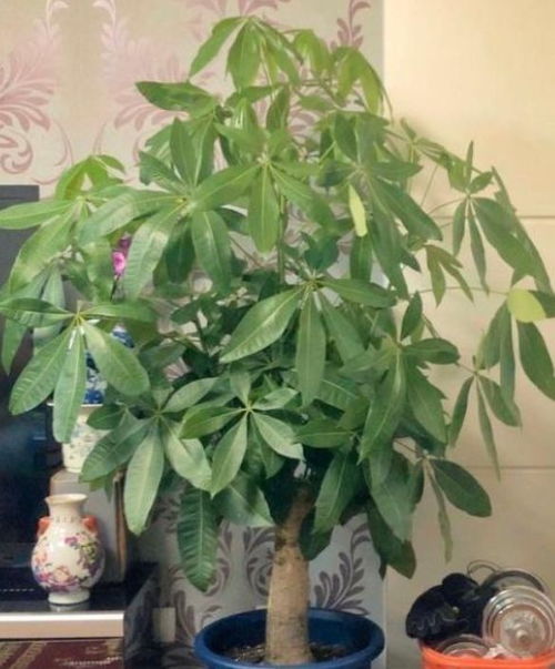 发财树——旺财旺运的吉祥物