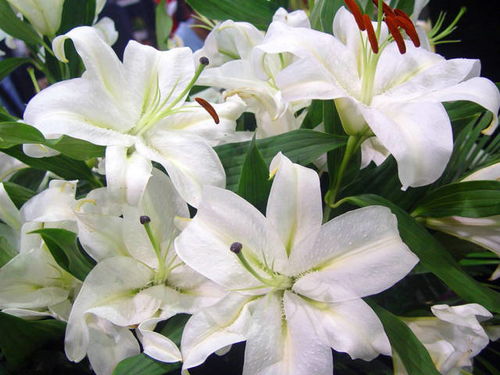 百合煮水适合所有人吗？哪些人不宜使用百合煮水？