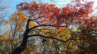 八大关公园：一个有点儿过气的回忆