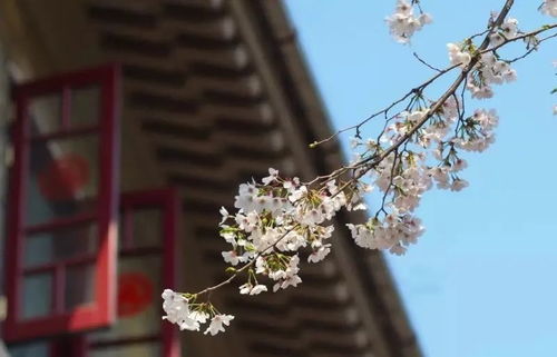 我看到了那棵树