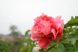 看花秘籍！不看后悔！看了更后悔！