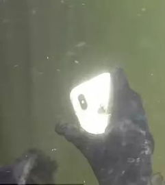 真实相巨大白